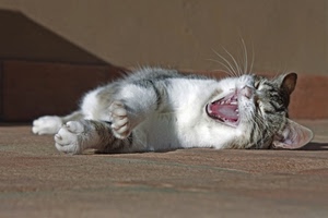 gatto, zampe, bocca, sbadiglio, denti, felino, animale, orecchie, baffi, lingua, fusa