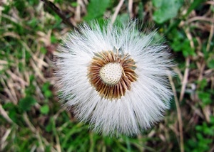 bianco, fiore, soffione, semi, macro, erba, foglie, verde, sfocato, natura
