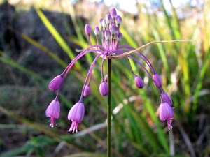 fiore, boccioli, verde, fiori, lilla, erba, viola, sfocato, foglie, petali, natura