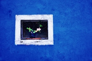 fiori, blu, finestra, bianco, vaso, azzurro, cornice, muro, grata, inferriata