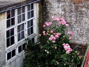 finestra, rose, fiori, verde, rosa, foglie, vetri, rampicante, vetro, piante, muro, pianta
