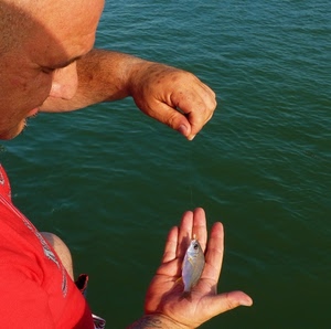 pesce, acqua, pescatore, mani, rosso, mare, pesca, filo, dita, amo, mano, verde