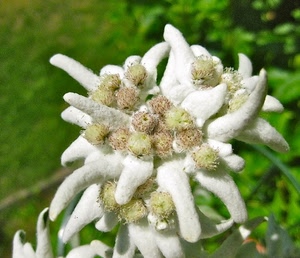 stella, bianco, fiore, alpina, verde, petali, bianca, alpi