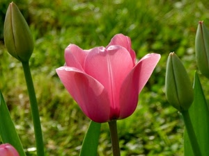 rosa, tulipano, fiore, verde, boccioli, petali, bocciolo