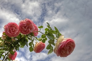 rose, foglie, nuvole, fiori, cielo, ramo, rosa, petali, pianta