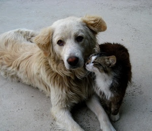 cane, gatto, animali, pelo, occhi, muso, due, amici