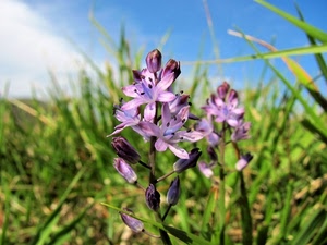 fiori, verde, cielo, boccioli, petali, fiore, viola, erba, lilla, nuvola, nuvole, stami, foglie, stelo, azzurro, piante