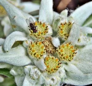 mosca, insetto, fiore, bianco, ali, petali, giallo, alpina, stella, arancione, pistilli, fiori