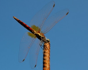 ali, libellula, insetto, cielo, zampe, quattro, azzurro, macro, rosso