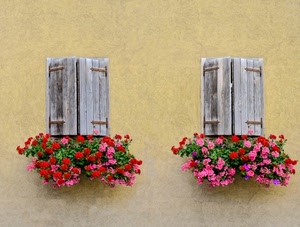 fiori, finestre, due, legno, persiane, rosso, rosa, muro, colori, ante, gerani, chiuse