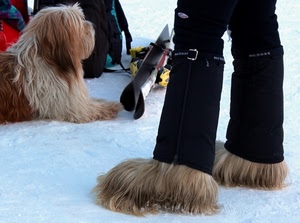 cane, neve, pelo, sci, bianco, inverno, stivali, scarpe, pantaloni