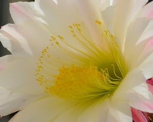 bianco, fiore, petali, pistilli, macro, giallo, stami, gialli