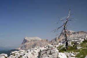 montagna, albero, rocce, erba, secco, verde, cielo, roccia, massi, rami