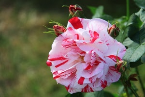fiore, foglie, rosa, boccioli, verde, bianco, petali, rosso, macro, screziato, pianta, bicolore