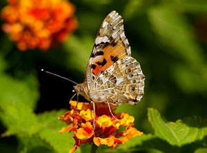 farfalla, fiore, ali, foglie, verde, fiori, arancione, zampe, antenne, giallo, macro, insetto