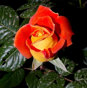 rosa, foglie, verde, giallo, fiore, rossa, arancione, rosso, gialla, arancio