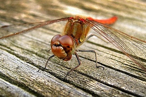 ali, libellula, legno, zampe, insetto, occhi