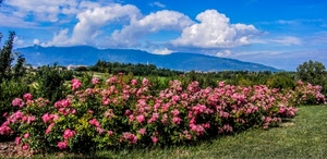 fiori, nuvole, cielo, rosa, azzurro, montagna, montagne, prato, verde, campo, panorama, erba, bianche, siepi, piante, aiuola