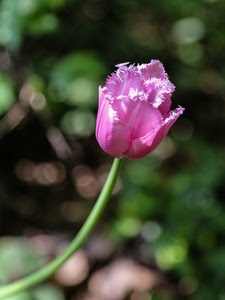 fiore, petali, verde, tulipano, rosa, stelo, macro, sfocato, gambo, lilla, viola