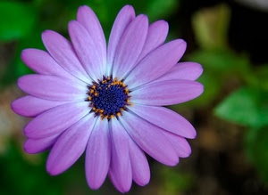 petali, fiore, viola, corolla, verde, macro, giallo, lilla, blu, petaloso, stami