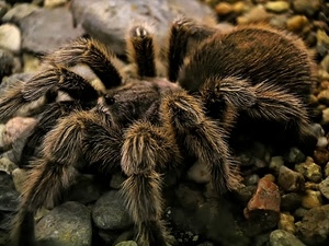 ragno, peloso, sassi, zampe, macro, tarantola, pietre, peli, natura, occhio, insetto