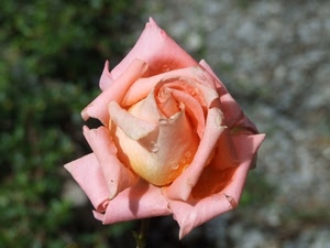 petali, rosa, fiore, gocce, macro, bocciolo, acqua, verde, rugiada