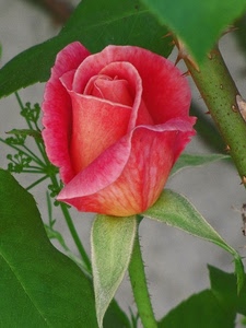 rosa, foglie, fiore, spine, verde, petali, bocciolo, gambo, rosso, corolla, macro