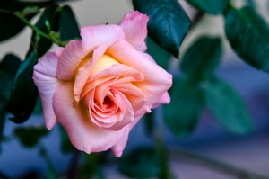 fiore, rosa, foglie, petali, verde, macro, sfumature