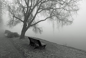 panchina, nebbia, albero, viale, fiume, grigio, lago, rami