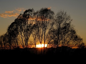 tramonto, alberi, nuvole, sole, cielo, controluce, rosso, rami, silhouette, arancione, foglie, nero