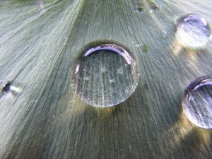 gocce, sfere, macro, acqua, riflessi, foglia, venature, viola, legno, trasparenza