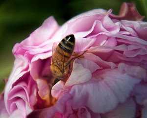 ape, rosa, petali, fiore, ali, insetto, macro