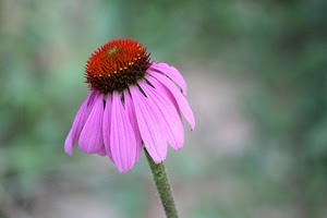 fiore, petali, rosa, macro, margherita, verde, viola, stelo, pistilli, rosso, sfocato