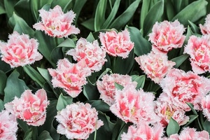 rosa, foglie, fiori, verde, petali, garofani, tulipani