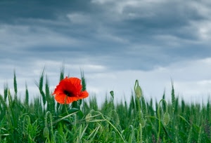 rosso, papavero, fiore, cielo, verde, erba, nuvole, spighe