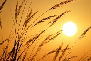 sole, giallo, erba, spighe, controluce, oro, frumento, grano, tramonto