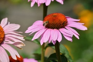 rosa, petali, fiori, ape, insetto, corolla, arancione, margherite, macro