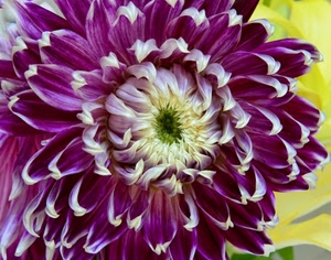 fiore, petali, viola, dalia, bicolore, macro, bianco, corolla, giallo