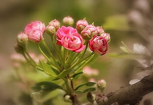 fiori, rosa, ramo, rose, foglie, verde, boccioli, petali, macro, sfocato, primavera, natura, pianta