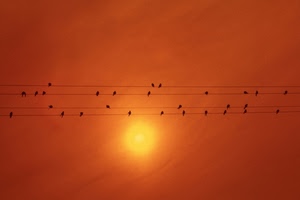 uccelli, fili, sole, arancione, cielo, tramonto, rosso