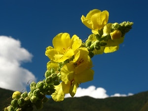 giallo, fiori, nuvole, fiore, cielo, ramo, petali, macro, gialli, boccioli