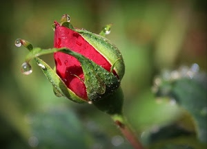 rosso, gocce, verde, rosa, fiore, bocciolo, acqua, foglie, macro, rugiada
