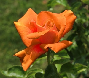 rosa, petali, fiore, arancione, foglie, verde, arancio, pianta