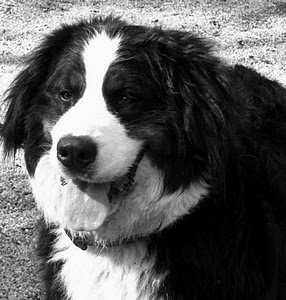 cane, lingua, bianconero, nero, bianco, pelo, animale, muso, animali, occhi