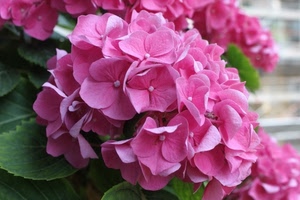 rosa, foglie, petali, fiori, verde, fiore, ortensia, macro