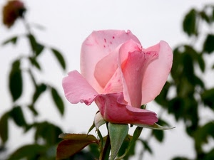 rosa, petali, fiore, foglie, verde, macro, bocciolo, sfocato