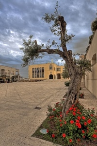 albero, piazza, fiori, nuvole, rosso, rossi, aiuola