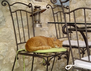 gatto, sedie, ferro, cuscino, lampada, rosso, lanterna, sedia, tavolo