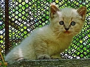 gatto, occhi, rete, animale, pelo, verde, felino, orecchie, gattino, baffi, micio, bianco