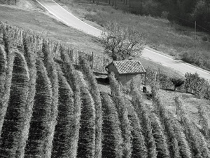 strada, filari, bianconero, casa, albero, vigna, viti, casetta, campagna, bianco